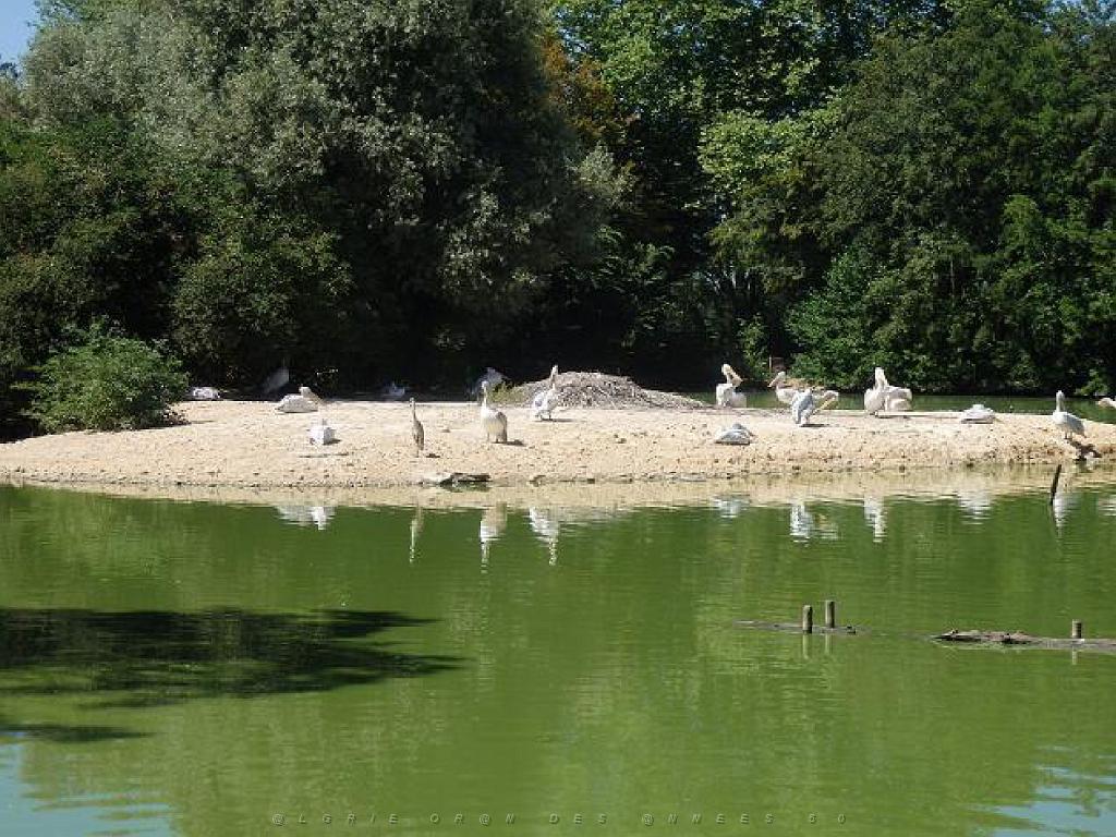 101PARC AUX OISEAUX DANS L AIN 2016 1_000040.jpg